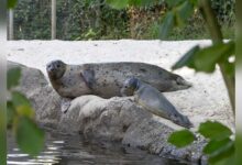 Seehund-Jungtier von Mutter Lotte im Tierpark Nordhorn