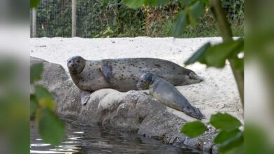Seehund-Jungtier von Mutter Lotte im Tierpark Nordhorn