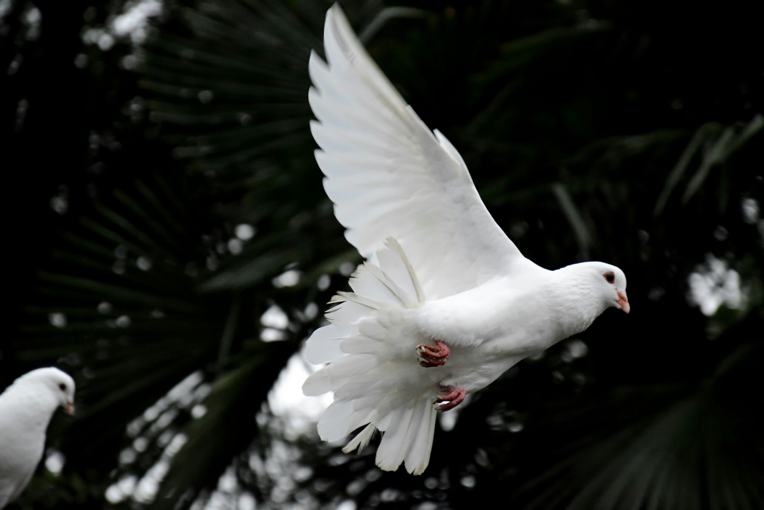 Zwei weiße Tauben fliegen vor blauem Himmel als Symbol für Frieden