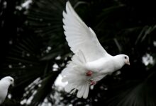 Zwei weiße Tauben fliegen vor blauem Himmel als Symbol für Frieden