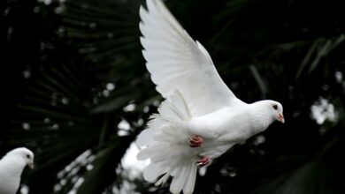 Zwei weiße Tauben fliegen vor blauem Himmel als Symbol für Frieden