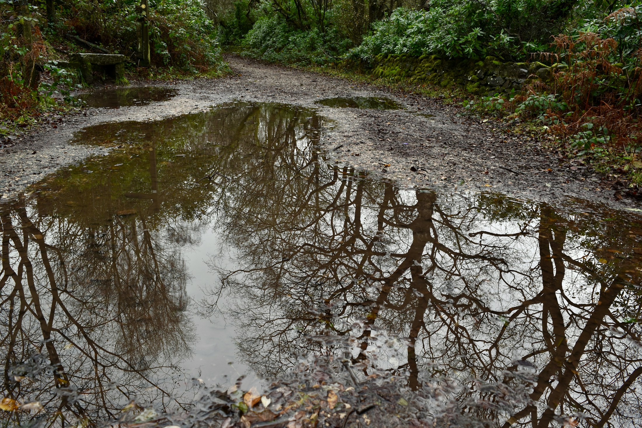Durchnässter Waldboden mit Pfützen nach Regenfällen, Symbolbild zur Waldbrandgefahr
