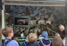 Grundschulkinder bei den Waldjugendspielen im Papenburger Demonstrationswald