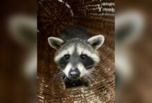 Ein Waschbär im Tierpark Nordhorn