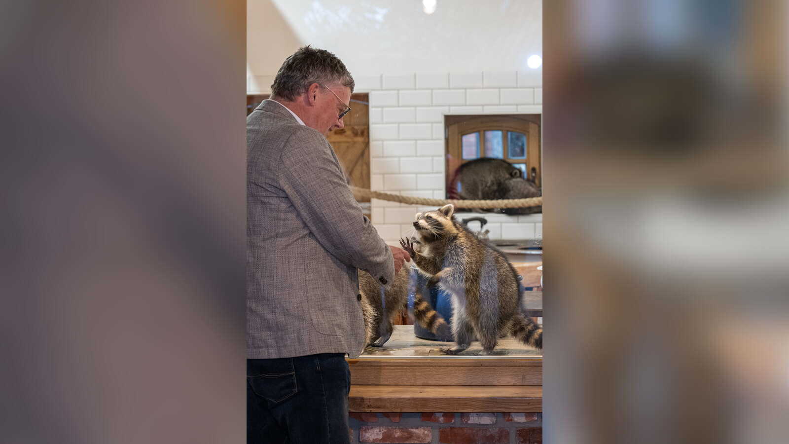 Nordhorns Bürgermeister Thomas Berling mit einem Waschbären im Tierpark Nordhorn