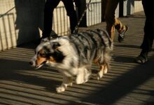 Ein Hund geht an der Leine neben Menschen über einen Gehweg