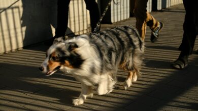 Ein Hund geht an der Leine neben Menschen über einen Gehweg