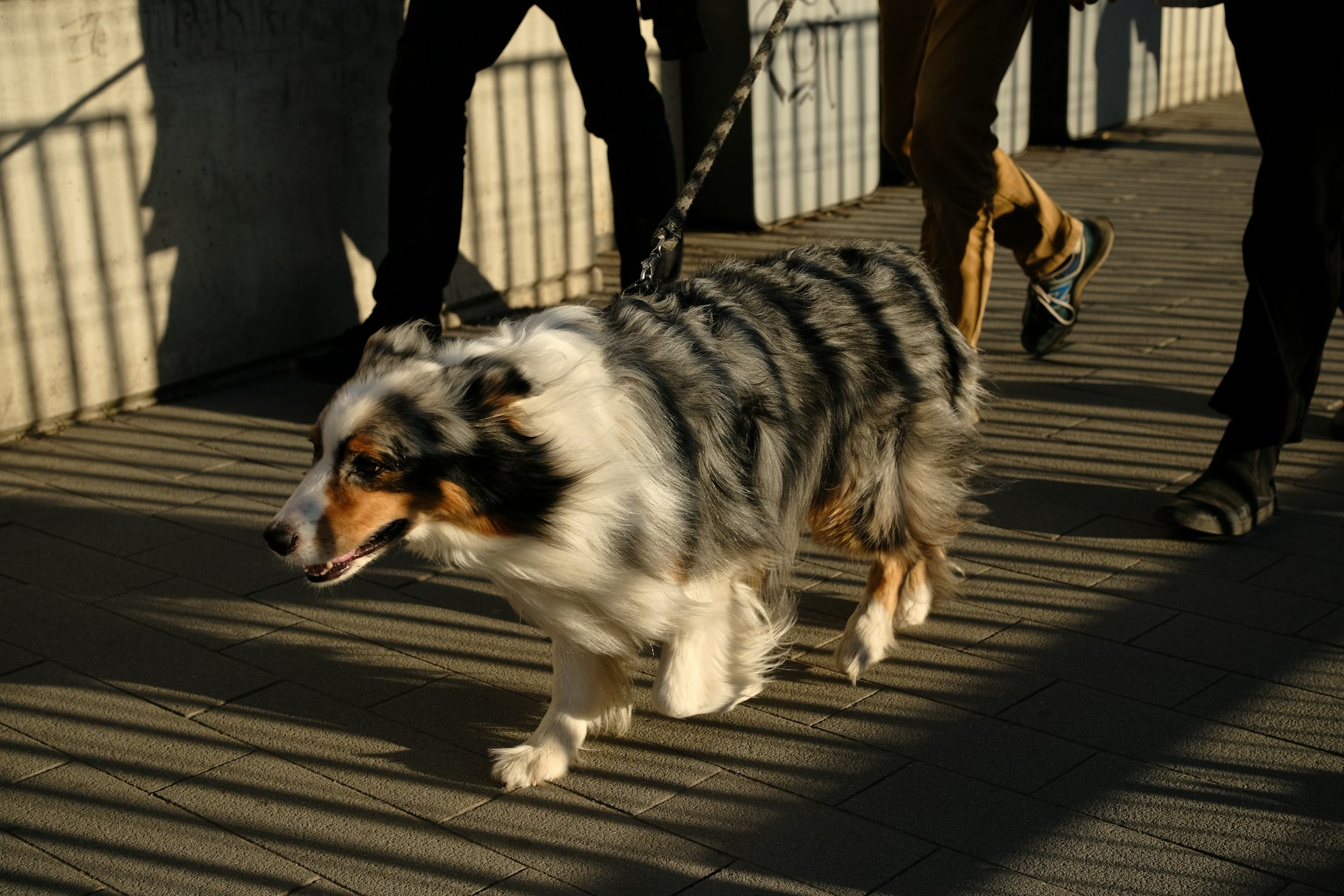 Ein Hund geht an der Leine neben Menschen über einen Gehweg