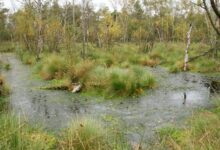 Moorlandschaft im Emsland