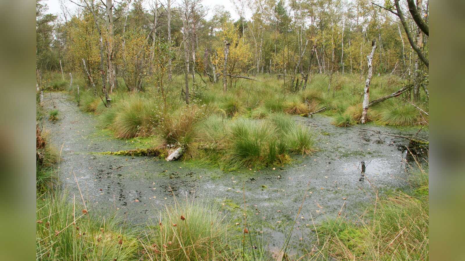 Moorlandschaft im Emsland