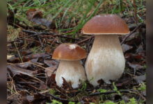 Ein Pilz wächst zwischen Grün auf dem Waldboden