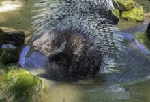 Weißschwanz-Stachelschwein Opa steht in einem flachen Wasserbecken und schüttelt sich, Wassertropfen spritzen von den Stacheln