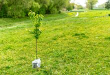 Junger Baum vor dem Einpflanzen (Symbolbild)