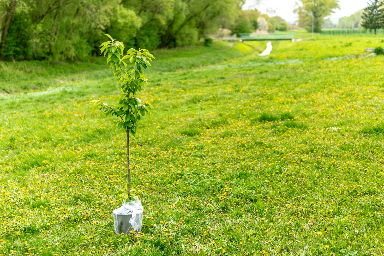 Junger Baum vor dem Einpflanzen (Symbolbild)