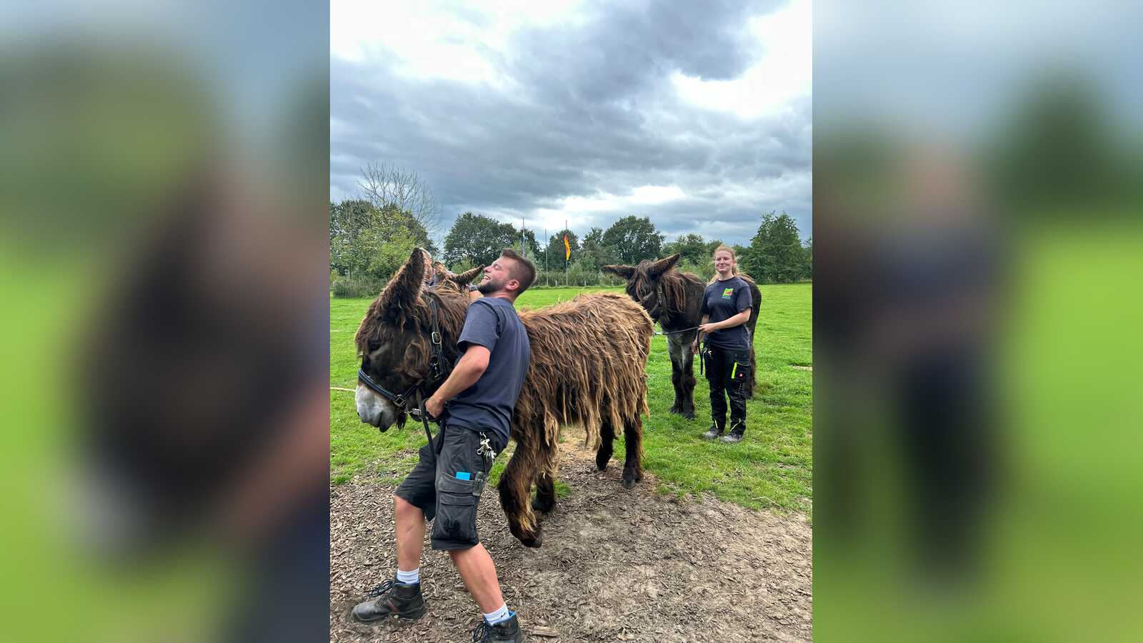 Zwei Tierpfleger führen zottelige Poitou-Esel auf einer Weide im Tierpark Nordhorn
