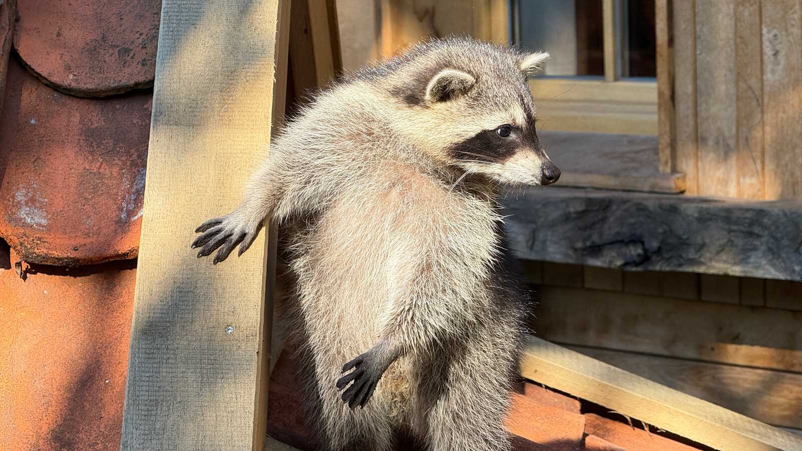 Waschbär in der Außenanlage Omas Garten an der Tierscheune im Tierpark Nordhorn