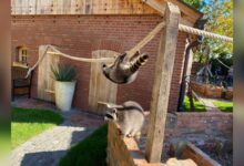 Neugierige Waschbären im neuen Gehege des Tierparks Nordhorn