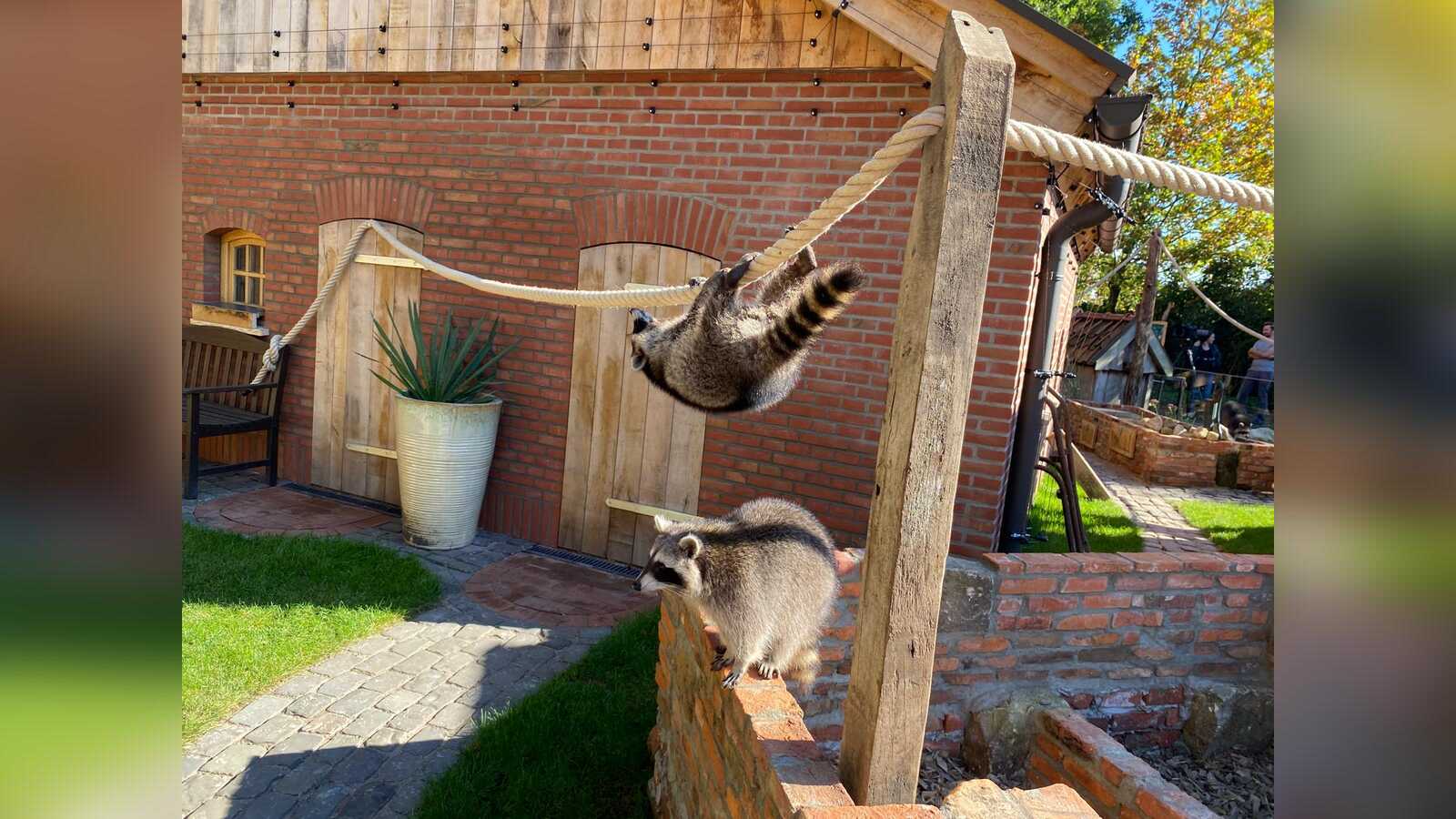 Neugierige Waschbären im neuen Gehege des Tierparks Nordhorn