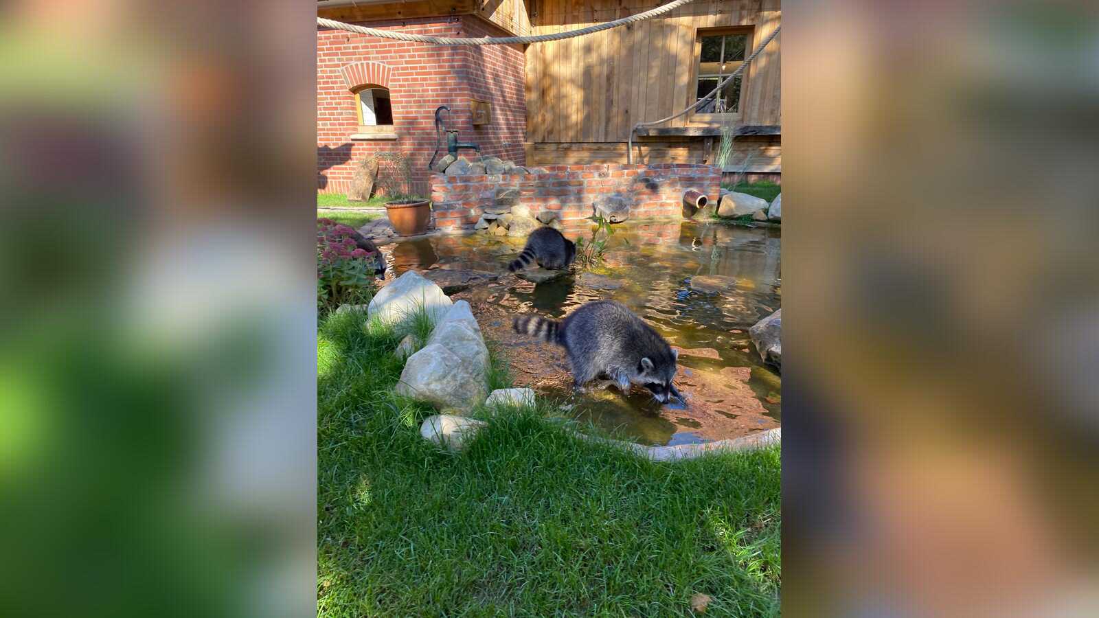 Waschbären im neuen Gehege des Tierparks Nordhorn