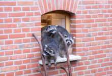 Zwei Waschbären in der neuen Anlage der Tierscheune Heckmann im Tierpark Nordhorn