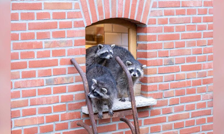 Zwei Waschbären in der neuen Anlage der Tierscheune Heckmann im Tierpark Nordhorn